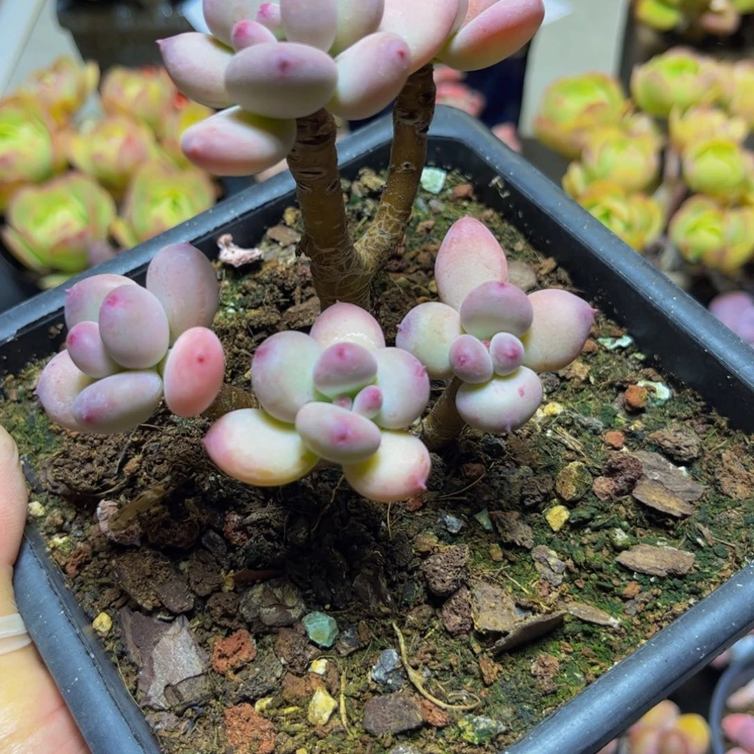 323四代苹果奶酪9厘米（不包整）