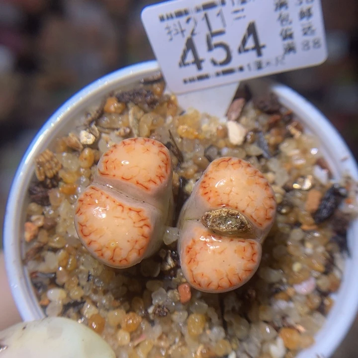 精品生石花211.454