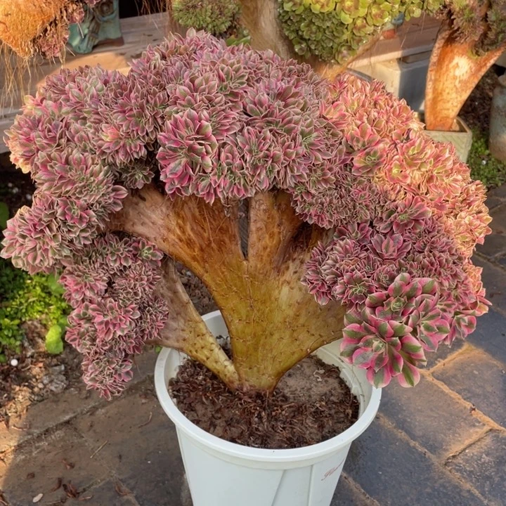 法师老桩缀化粉女巫