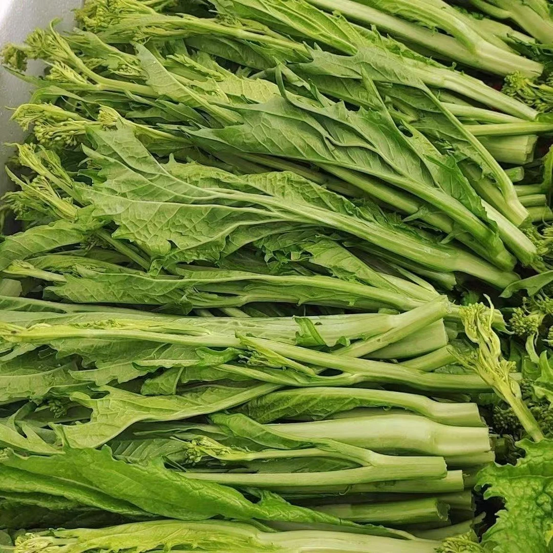 贵州特产新鲜冲菜苔冲鼻菜苔芥菜苔现摘现发1500克，2500克