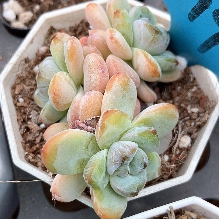 多肉植物星星雪19多肉