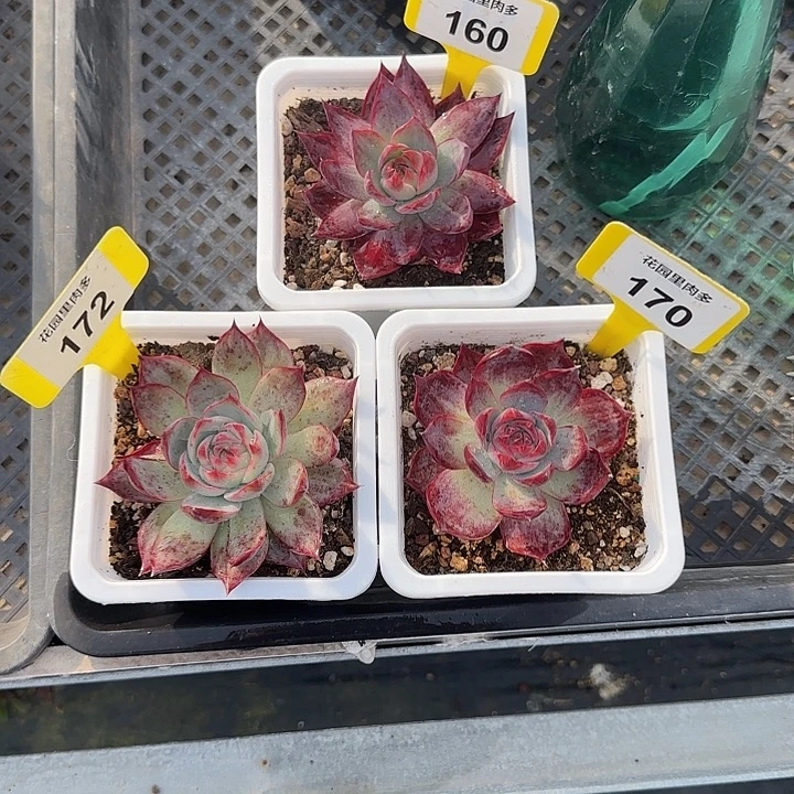心***扬172、160、170 惊鸿仙子多肉植物