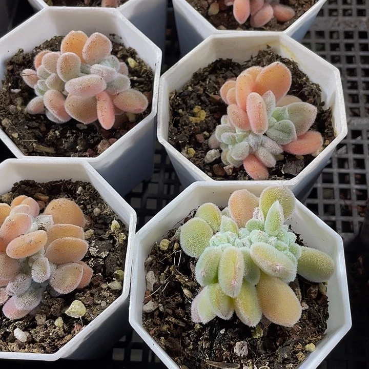 雪晃星缀化带盆土发