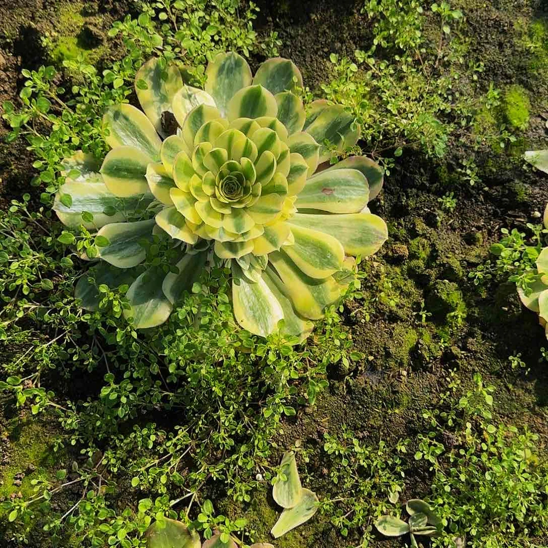 心****6多肉植物玉姿地苗