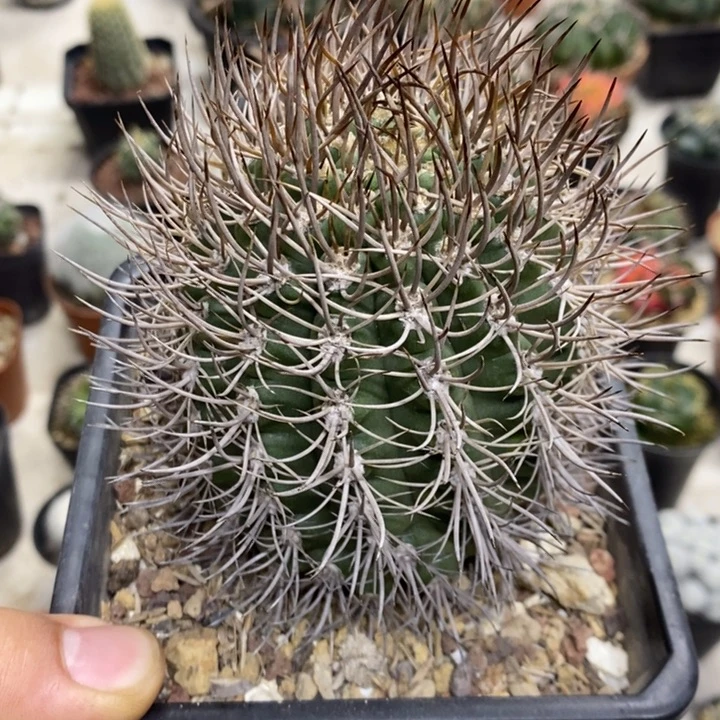 狂刺逆豹丸特价福利