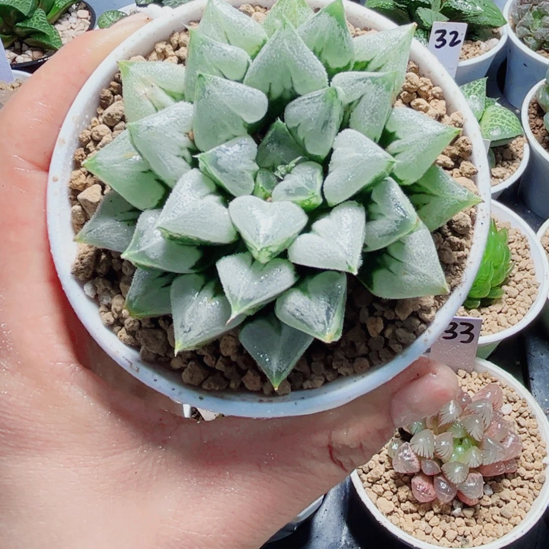 母本爱心寿多肉植物6666