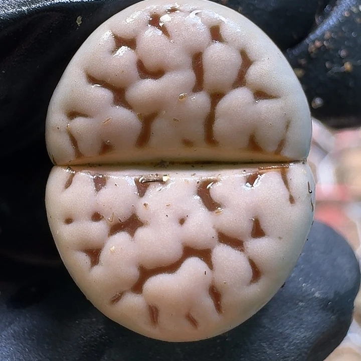 生石花11111。   185