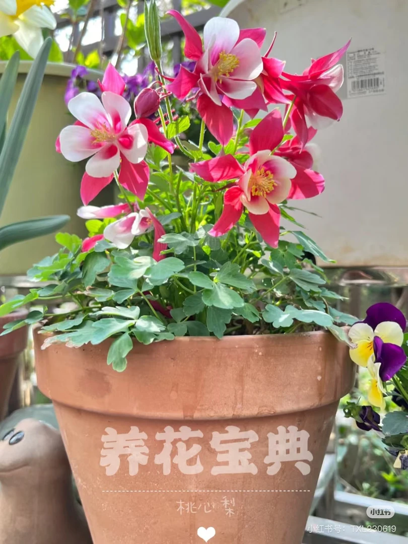 [耧斗菜] （拍6发8）（以直播间为准）多色110口径 耐寒耐热花卉植物