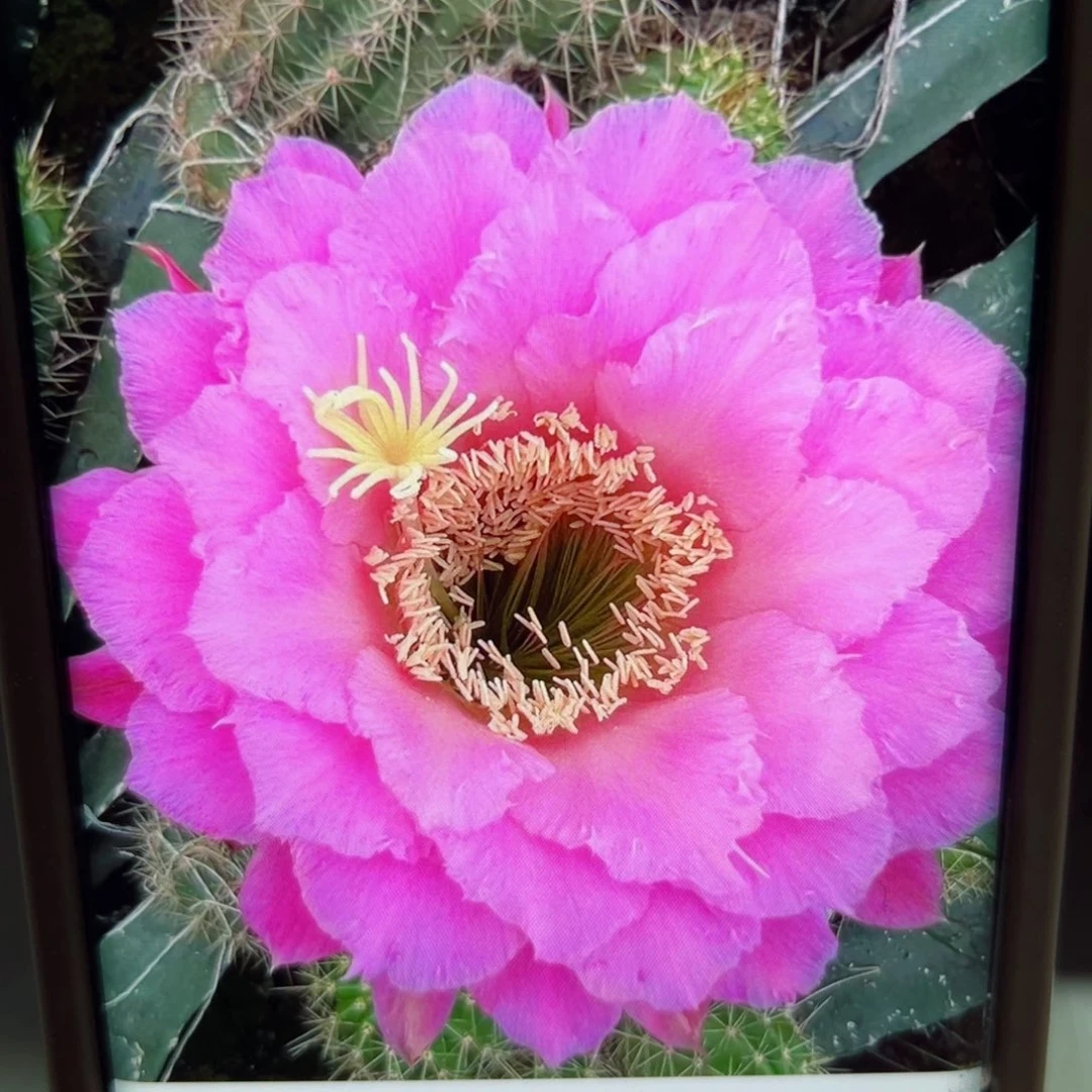 下37毛34歪侧芽5公分左右20包邮