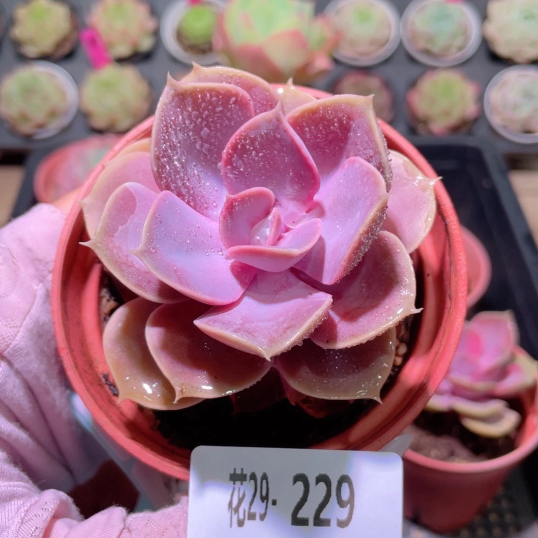 花利美29-229紫珍珠