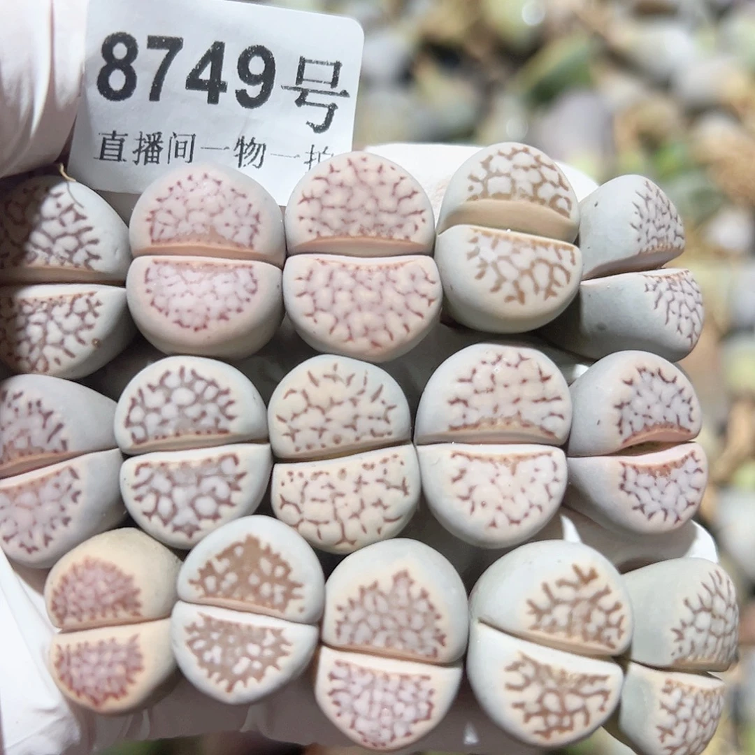 8749 好养易活生石花大母本15个