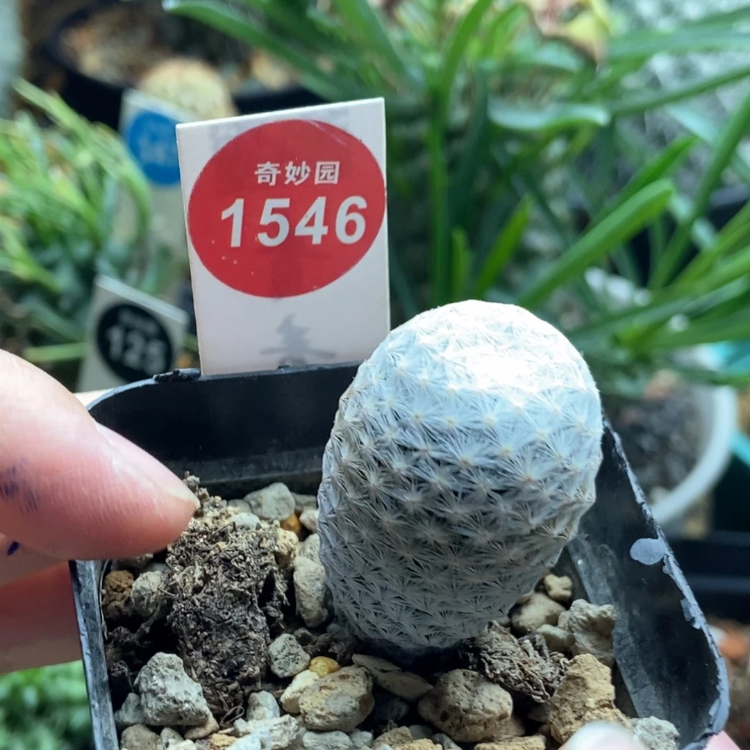 实生白鸟2.4cm一棵仙人球