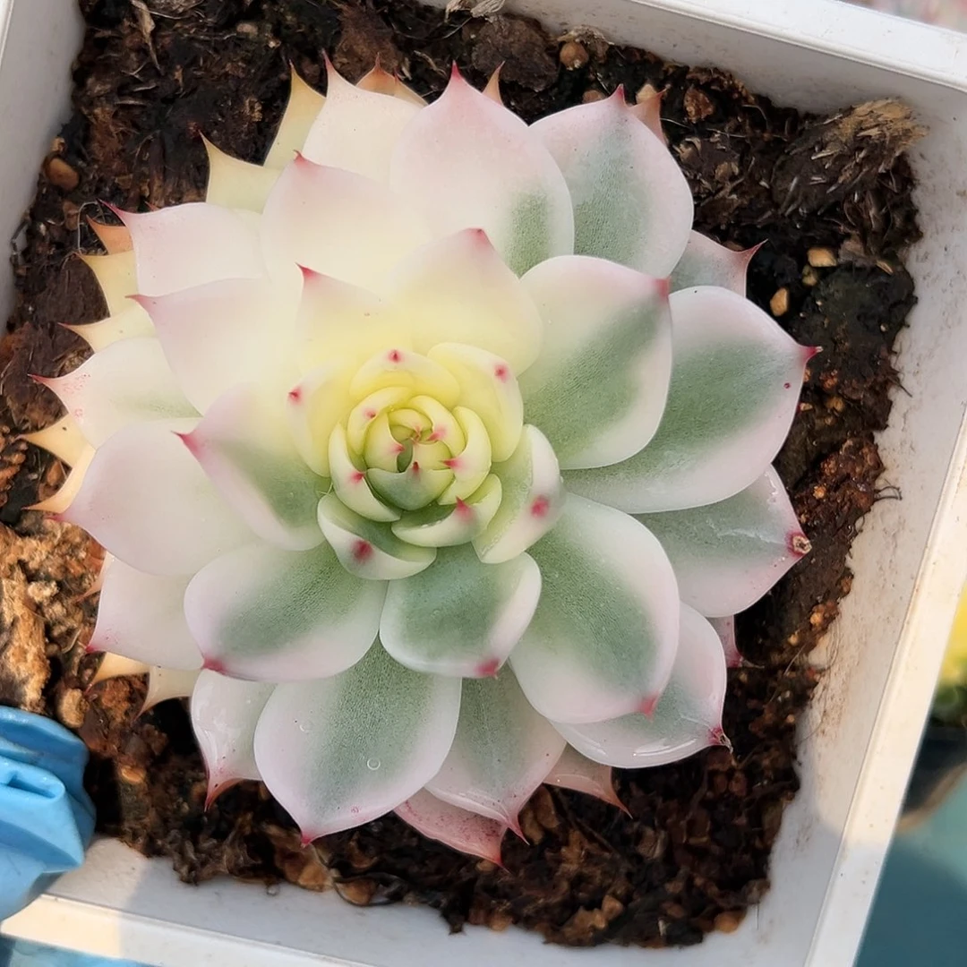 吉娃娃锦半覆轮，多肉植物