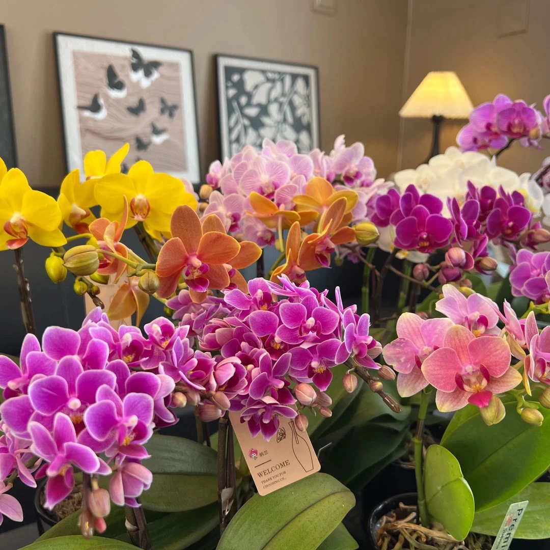 【花草情抒专属】华乐种苗椎名洋兰（开花株）