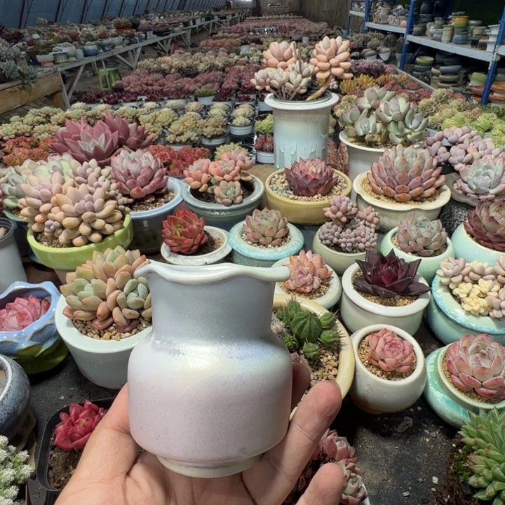 特价花盆满50发货内口6