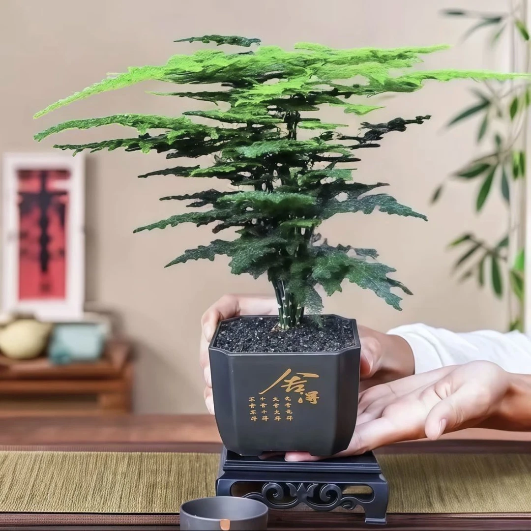 精品文竹盆栽绿植室内盆景花卉茶桌客厅植物好养四季常青
