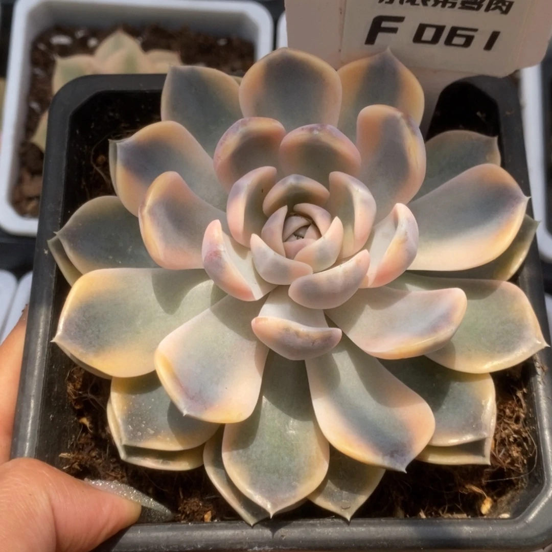 061汉堡锦锦锦锦锦