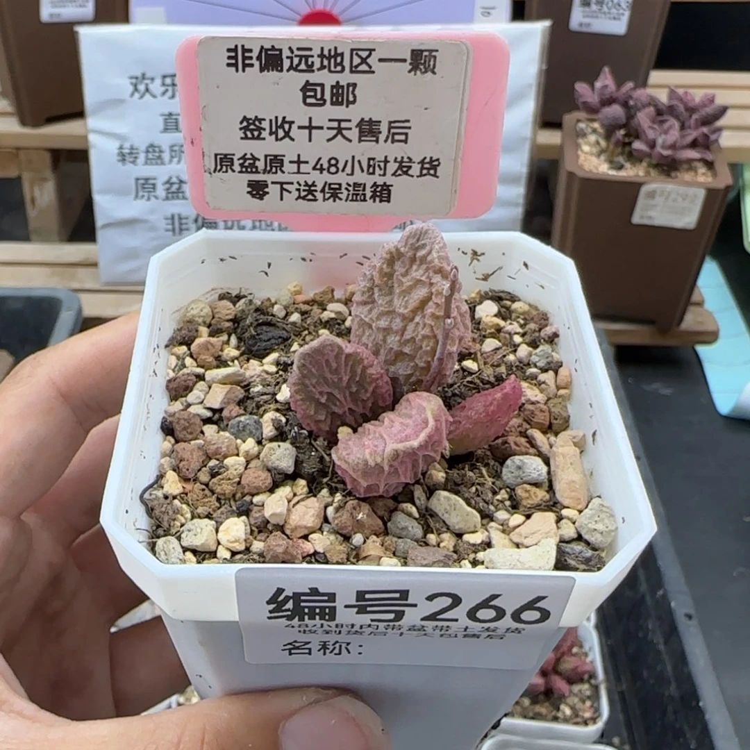 七**呀266大鱼海棠多肉