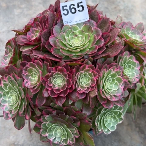 565连花25厘米左右