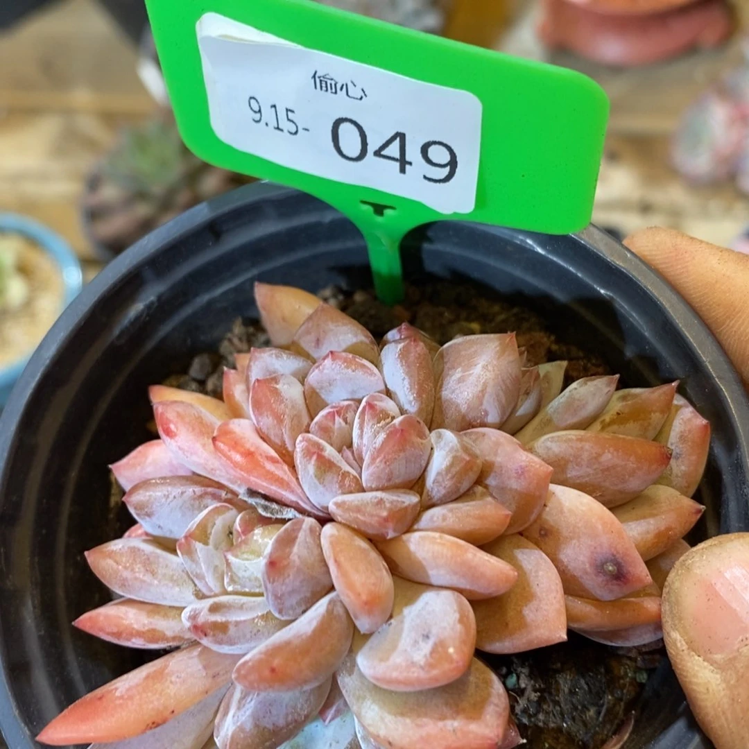 ?****肉915049多肉群多肉不售后