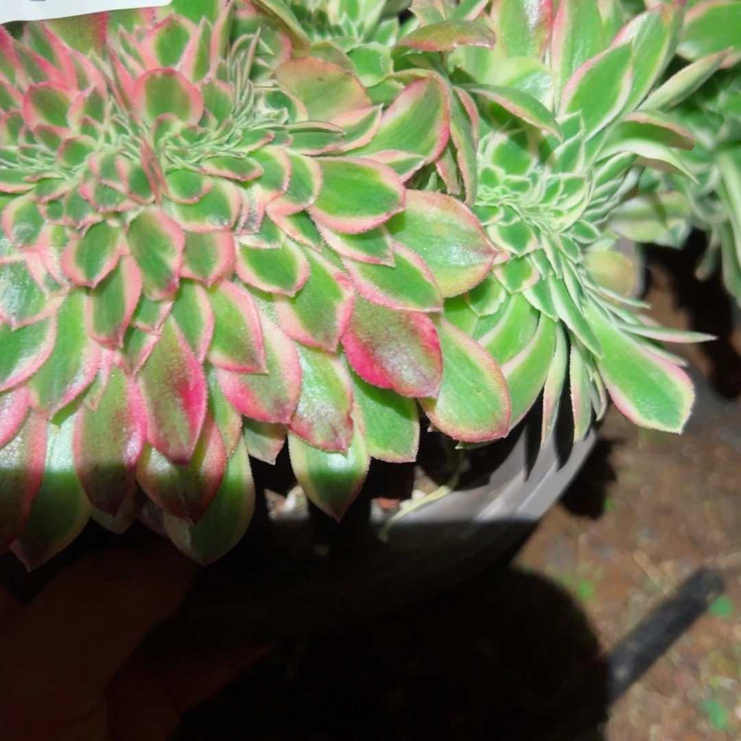 671 号多肉植物法师新年福利