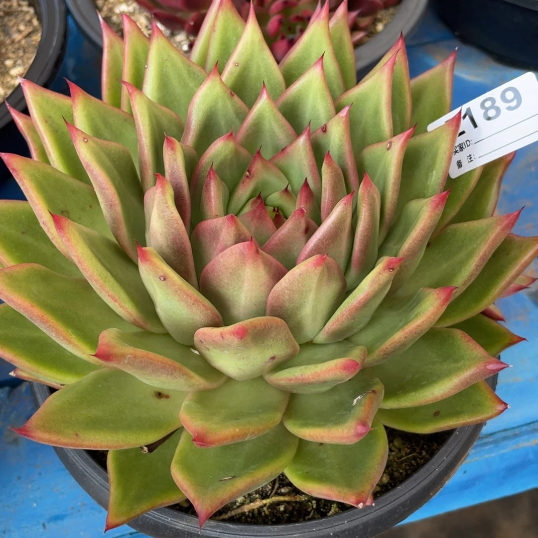 无花朵若如东云单拍E189