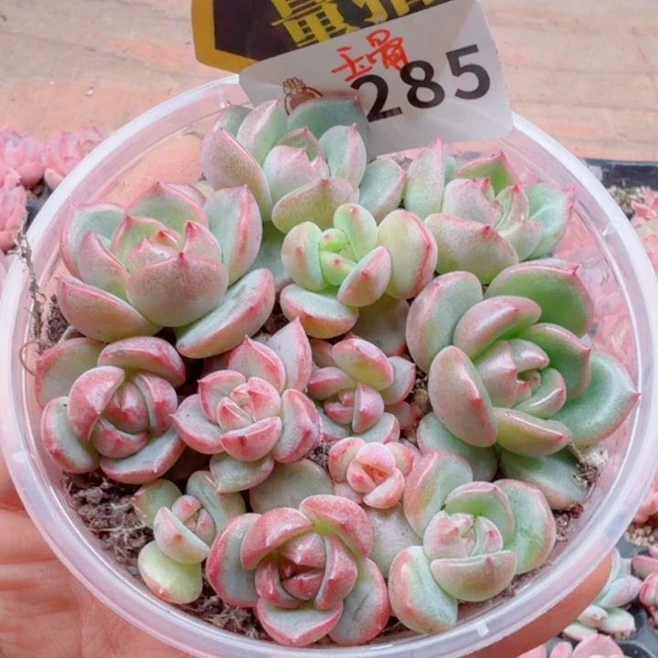 多肉植物多肉植物