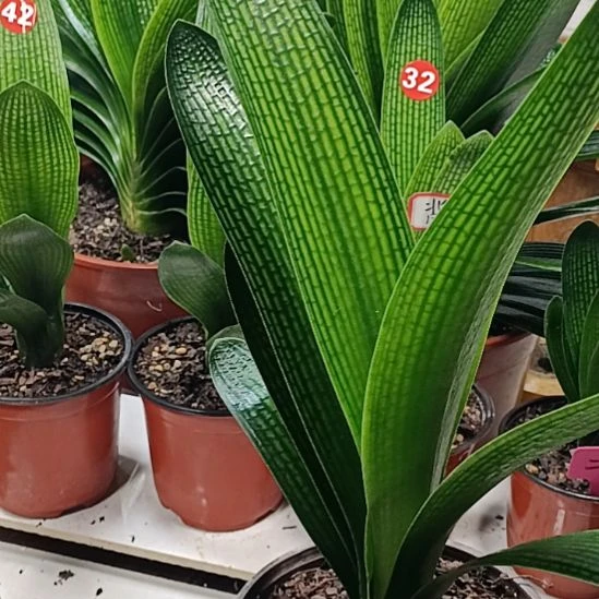 当前无花朵，栽培后可花朵