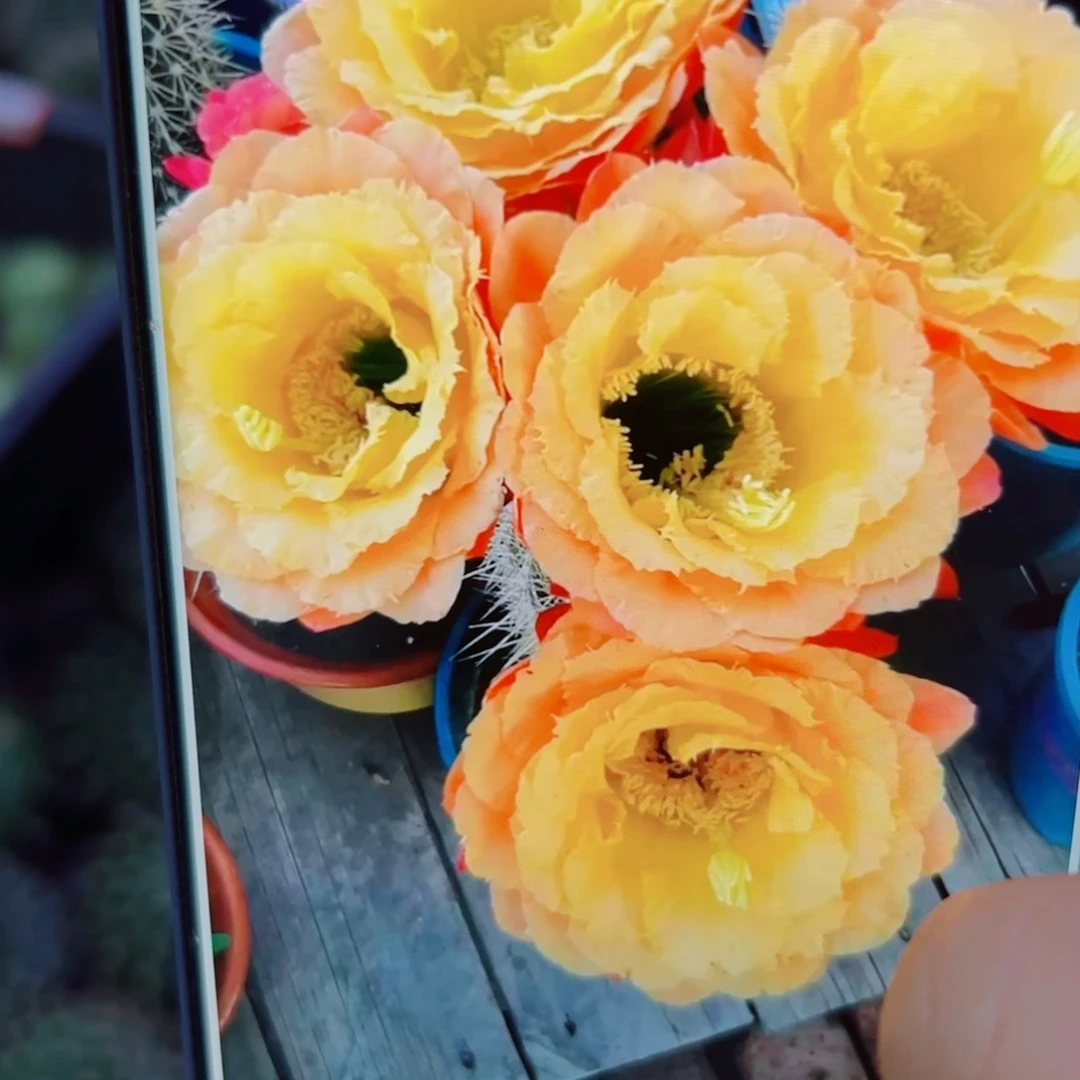 下93毛初春歪无根侧芽4公分左右20包邮