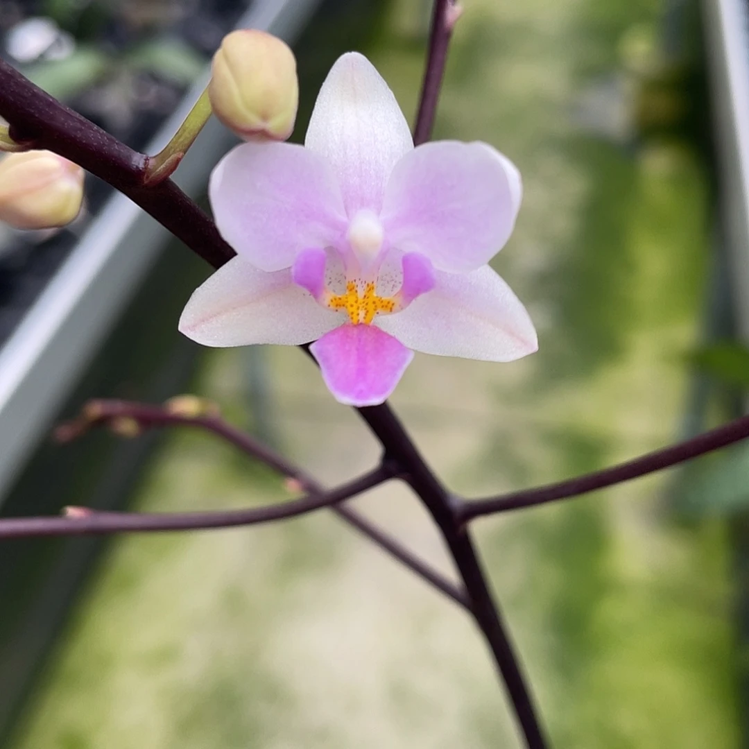 完全开放150号 开花株