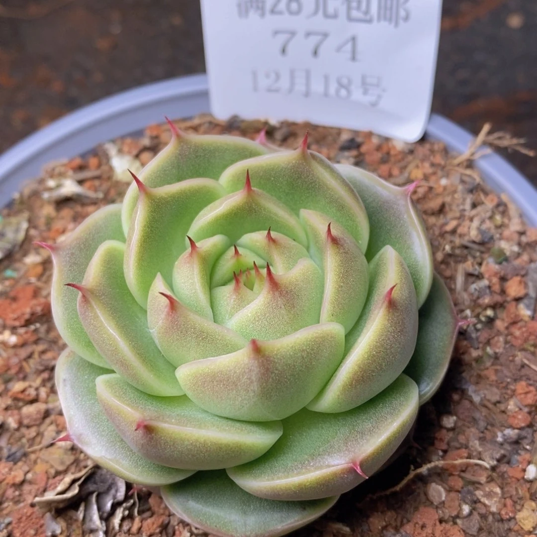 把自己照顾好774