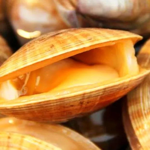 【小勇海鲜】黄蚬子大个 纯海捕现捞 保鲜 无沙 顺丰冷链包邮