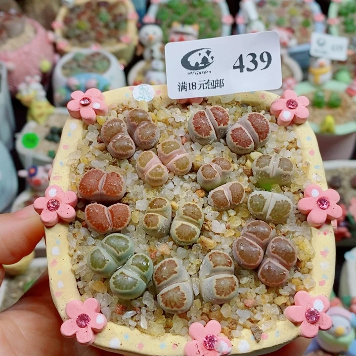 生石花花花花花花花439