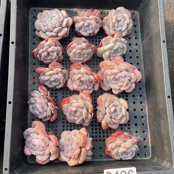 3426，15个星影粗腿不圆