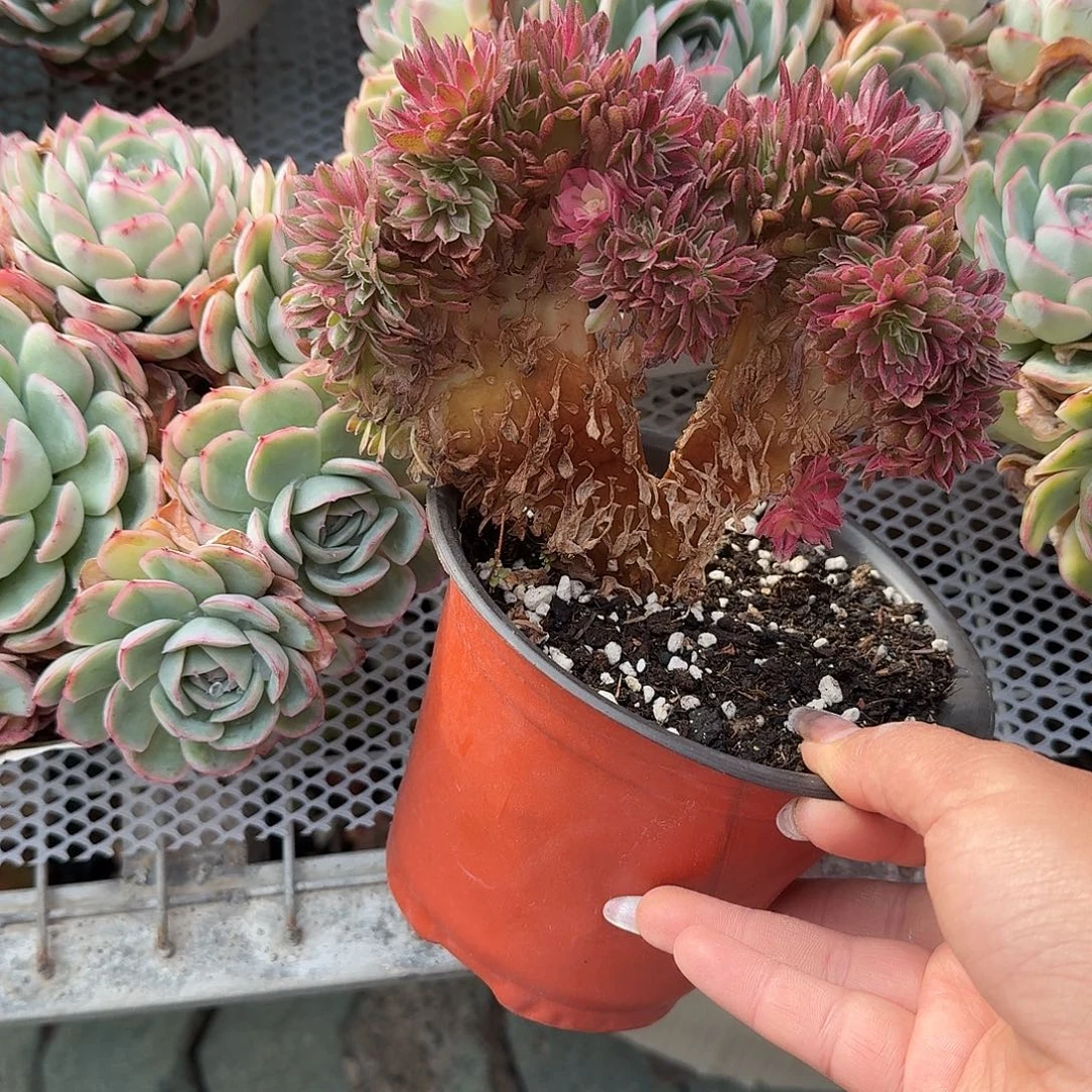 荔枝缀化多肉植物精品
