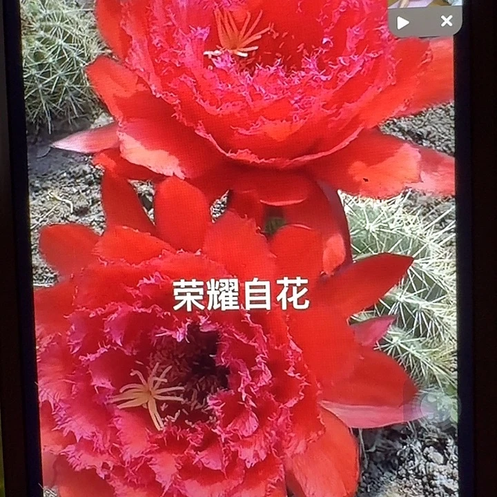 荣耀自花侧芽5公分左右毛花柱（20包邮