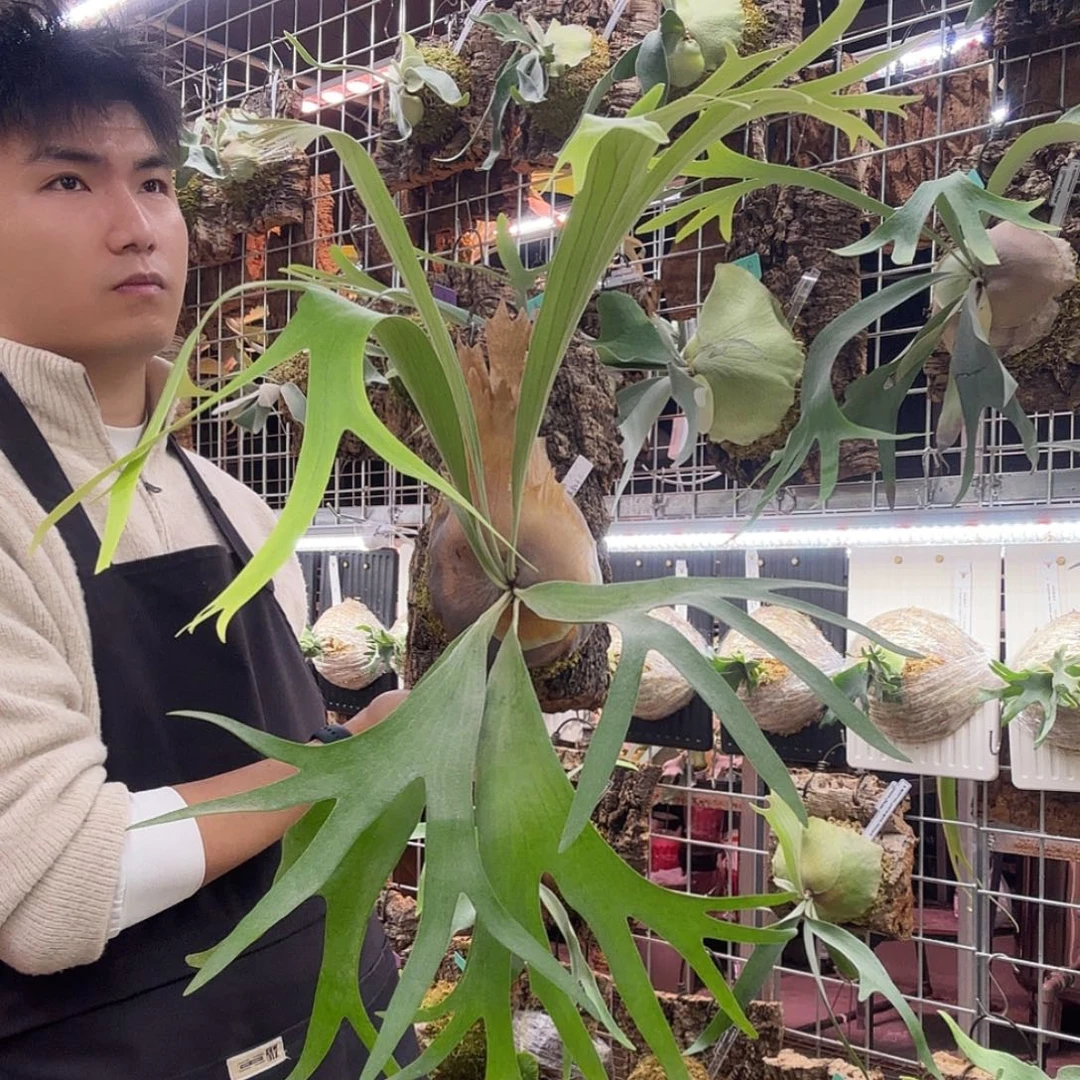 睡***士无花朵千手观音鹿角蕨