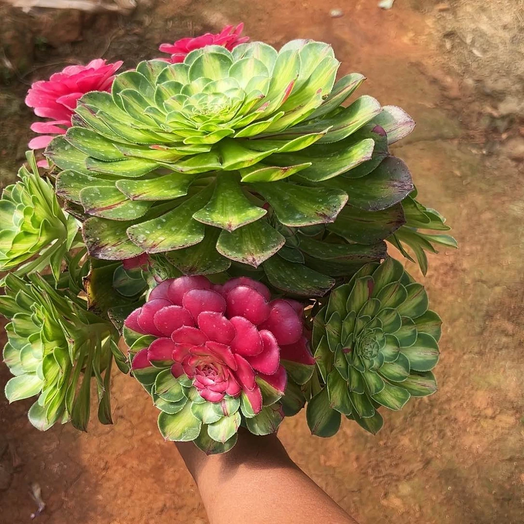 如**随精品多肉植物知否寄养