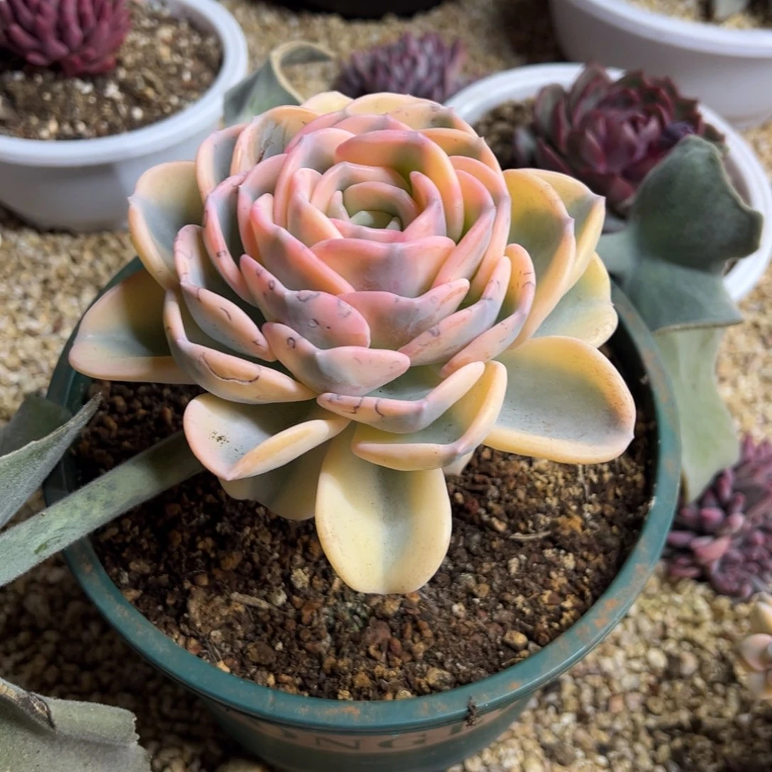 美尻锦 单头 夏鸣园艺