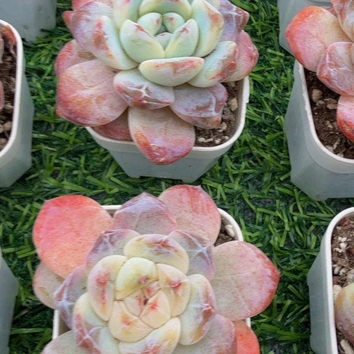 墨荷。