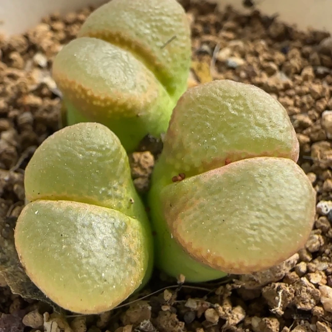 【闪购商品】11308