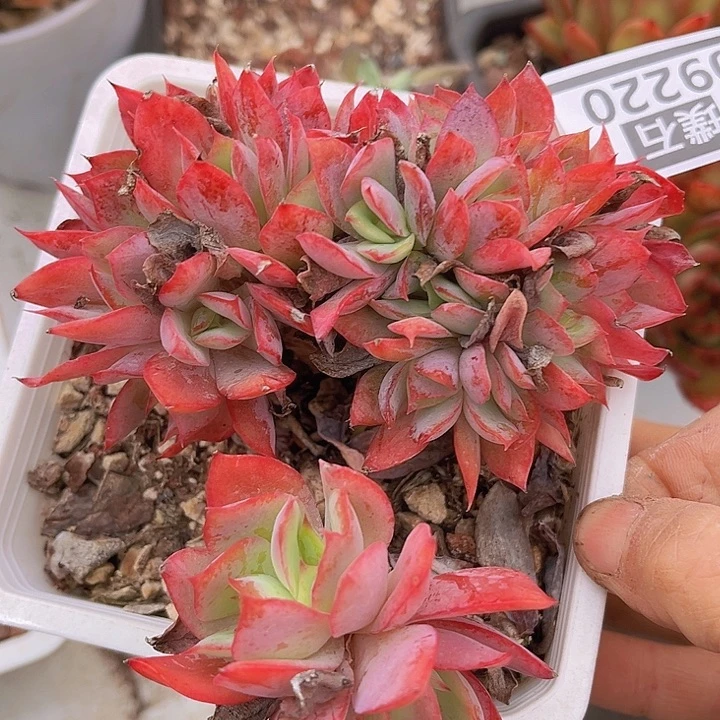 绮罗09220多肉植物