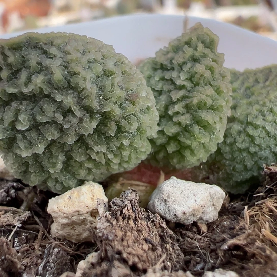 实生新品多肉植物水泡多肉植物