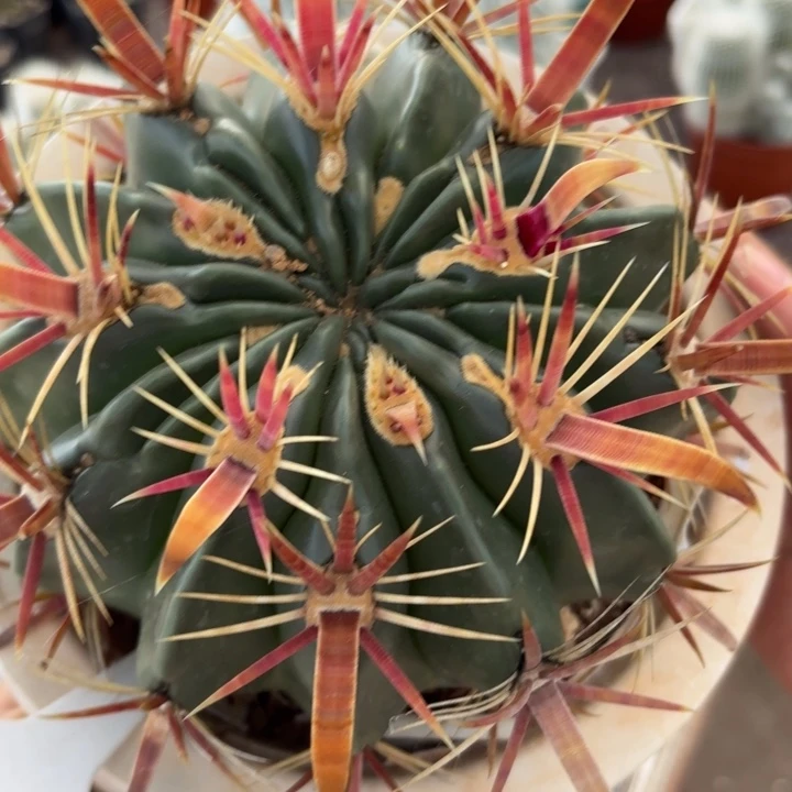 1168实生宽刺日出好养皮实