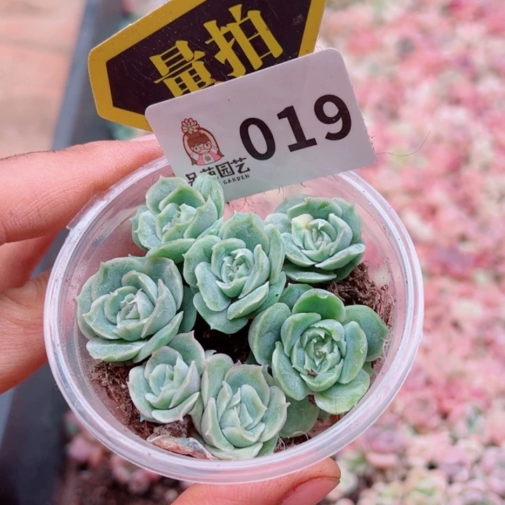 多肉植物多肉植物