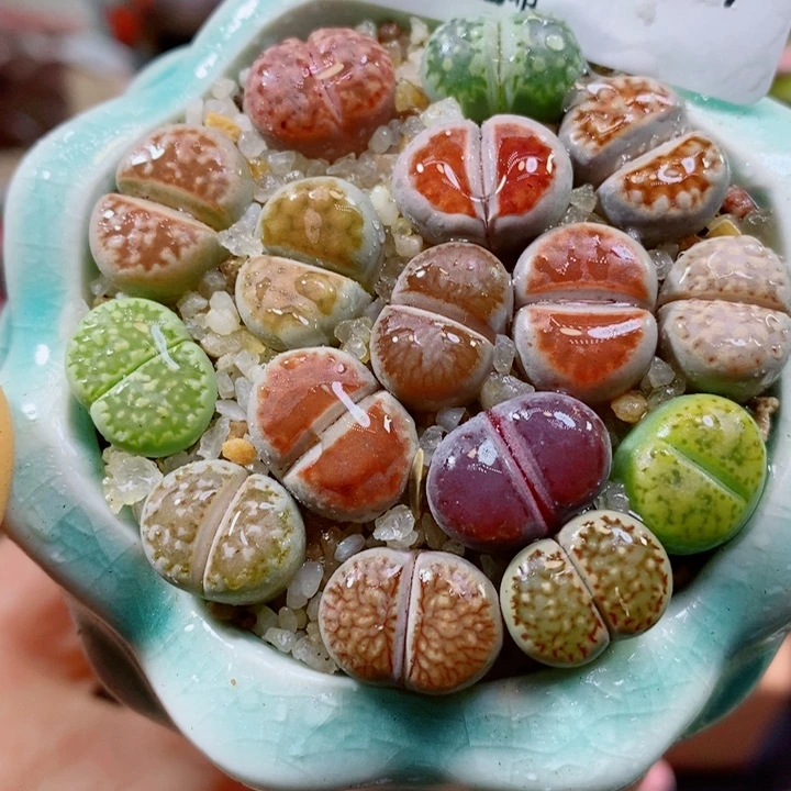 生石花花花花花花花577