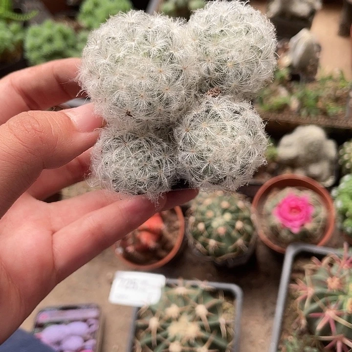 当前无花栽培后可以开花727仙人球开花植物