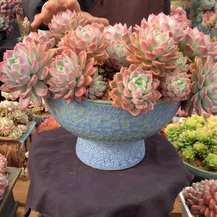 粉冰玉含盆啊啊啊啊