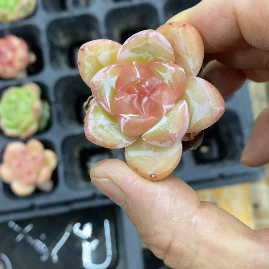 精品多肉一物一拍不包整39