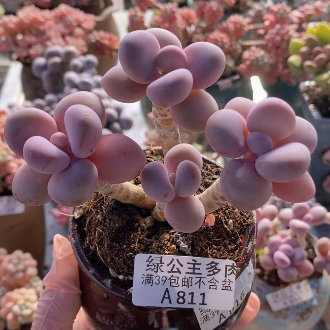 糖果桃蛋老桩8cm811多肉植物